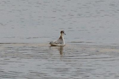 Phalaropus fulicarius