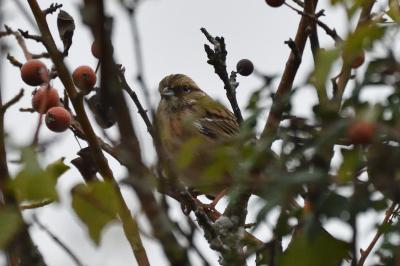 Emberiza schoeniclus