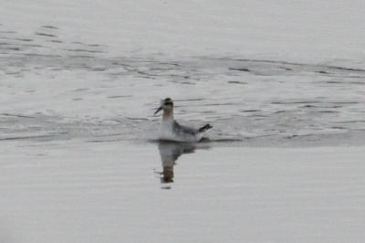 Phalaropus fulicarius