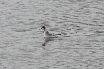 Phalaropus fulicarius