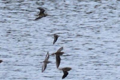 Calidris minuta