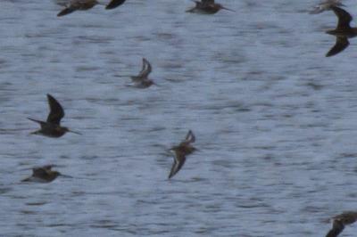 Calidris alpina