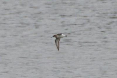 Calidris minuta