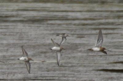 Calidris minuta