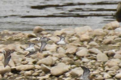 Calidris minuta