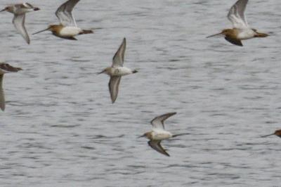 Calidris alpina