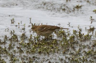 Anthus spinoletta