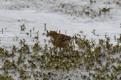 Anthus spinoletta