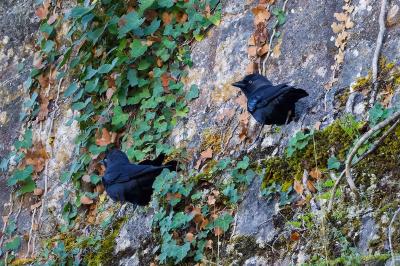 oiseaux1793208501