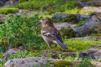 oiseaux1793208642