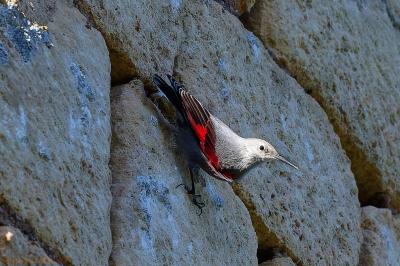 oiseaux1793208740