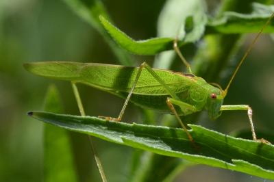 Phaneroptera falcata