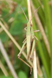 Chorthippus albomarginatus