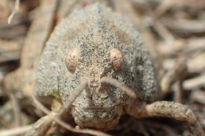 Prionotropis rhodanica