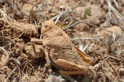 Prionotropis rhodanica
