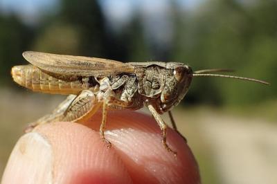 Gomphocerippus vagans vagans