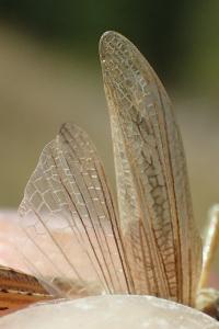 Gomphocerippus vagans vagans