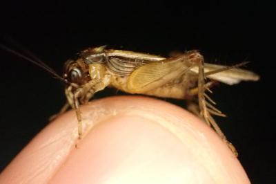 Pteronemobius lineolatus
