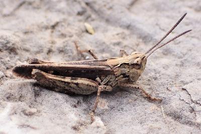 Omocestus raymondi