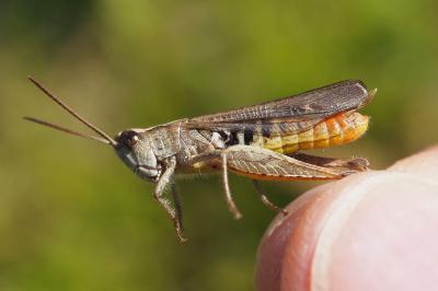 Chorthippus biguttulus biguttulus