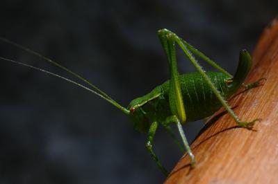 Barbitistes serricauda
