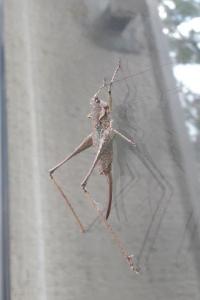 Rhacocleis annulata