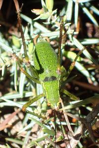 Barbitistes serricauda