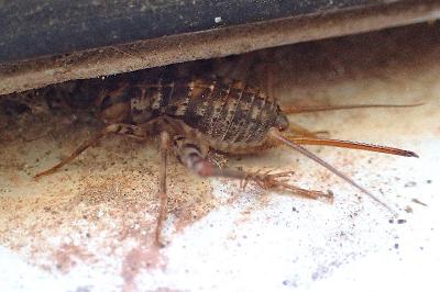 Gryllomorpha dalmatina dalmatina