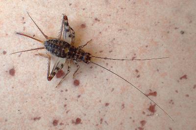 Gryllomorpha dalmatina dalmatina