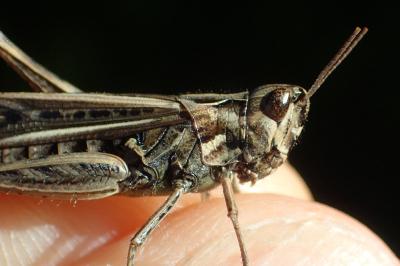 Gomphocerippus brunneus brunneus
