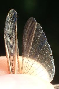 Gomphocerippus brunneus brunneus