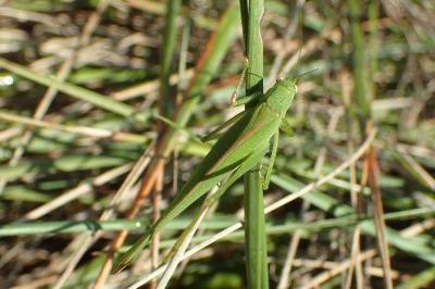 Phaneroptera