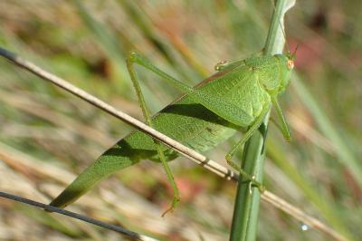 Phaneroptera