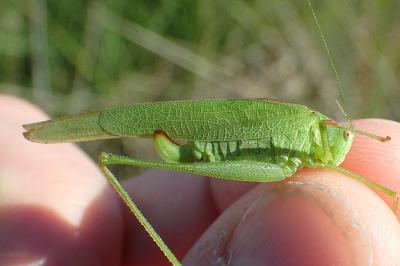 Phaneroptera