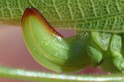 Phaneroptera