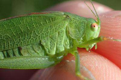 Phaneroptera