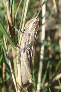 Euchorthippus declivus