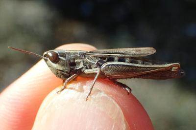 Euchorthippus declivus