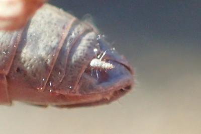 Euchorthippus declivus