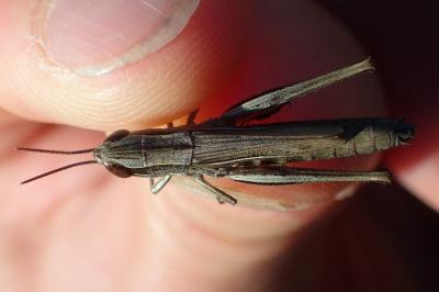 Euchorthippus declivus