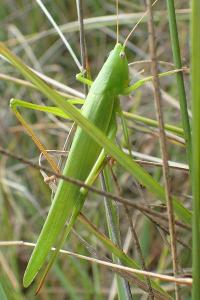 Ruspolia nitidula nitidula