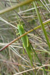 Ruspolia nitidula nitidula