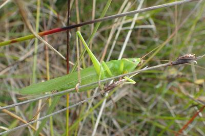 Ruspolia nitidula nitidula