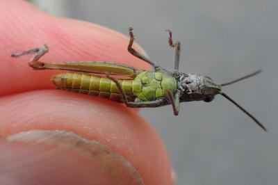 Gomphocerippus brunneus brunneus