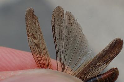Gomphocerippus brunneus brunneus