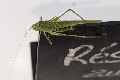 Phaneroptera nana