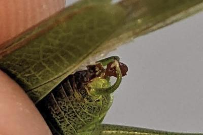 Phaneroptera nana