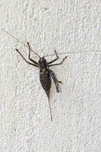 Antaxius sorrezensis