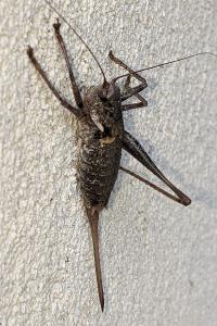 Antaxius sorrezensis