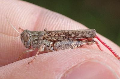 Calliptamus italicus